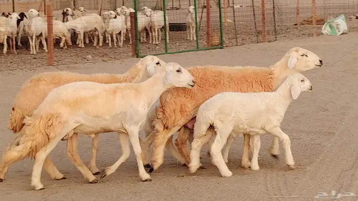 رخال خلفات صنف 3 تحتها 3 درجه اولى تنيه رباع 0