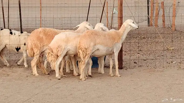 رخال خلفات صنف 3 تحتها 3 درجه اولى تنيه رباع 28