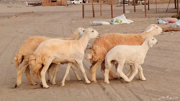 رخال خلفات صنف 3 تحتها 3 درجه اولى تنيه رباع 13