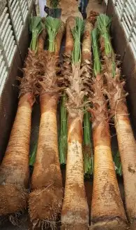 نخل واشنطني وشنطن واشنطوانيا زينه للبيع 2