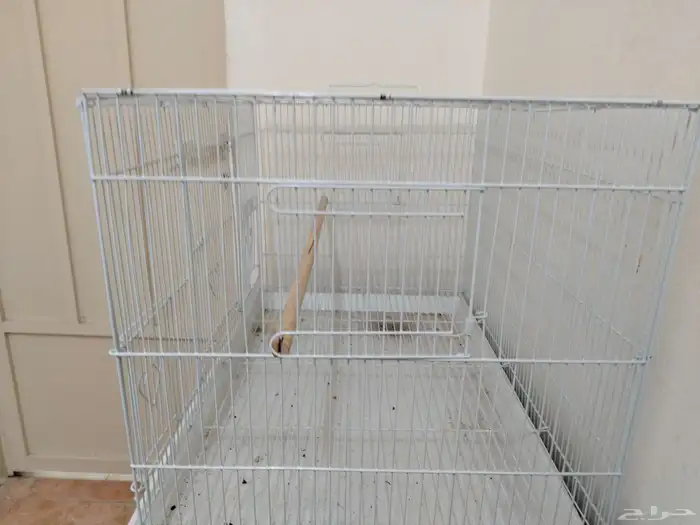 شبك ببغاء 1
