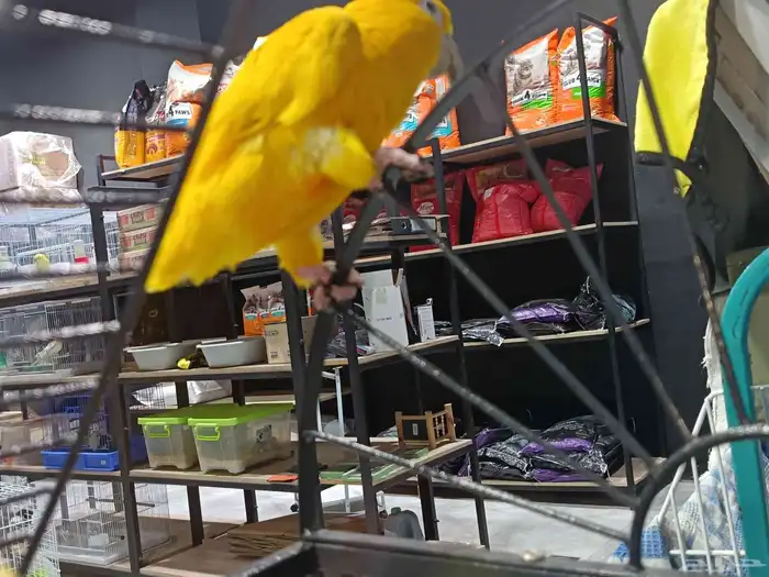 جولدن كنيور 4