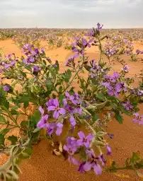 بذور الخزامى مقشرة و جاهزة للانبات 4