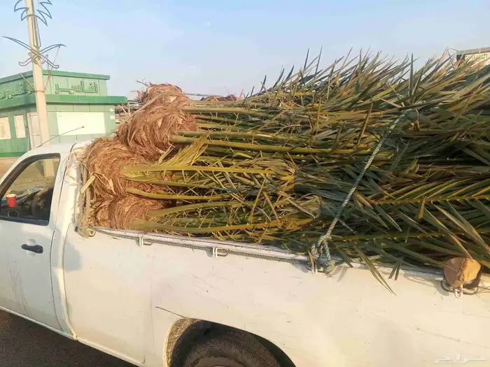 يوجد لدينا نخل للبيع فصايل منوعه ونقايل مثمره مكه جده 2