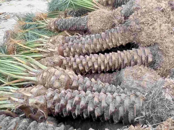 يوجد لدينا نخل للبيع فصايل منوعه ونقايل مثمره مكه جده 4