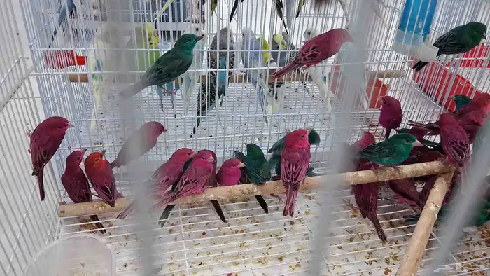ازواج زيبرا كميات كبيره 6