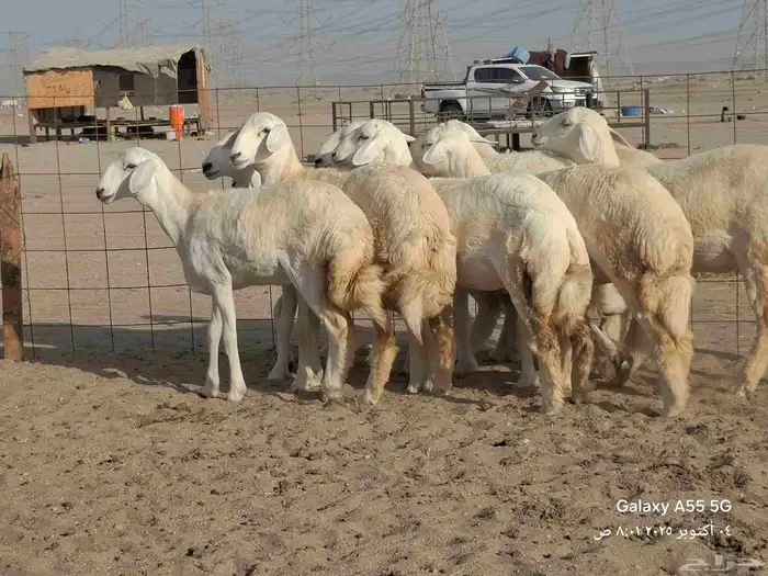 رخال جدعات للبيع 3