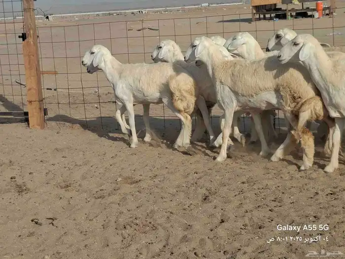رخال جدعات للبيع 1