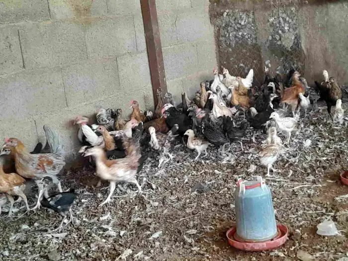 دجاج بلدي 4
