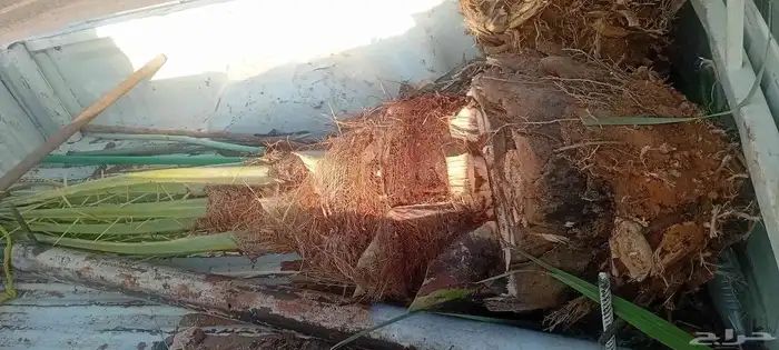 يوجد الدنيا لان 3 نخلات للبيع اخلاص مكتومي منيفي 1
