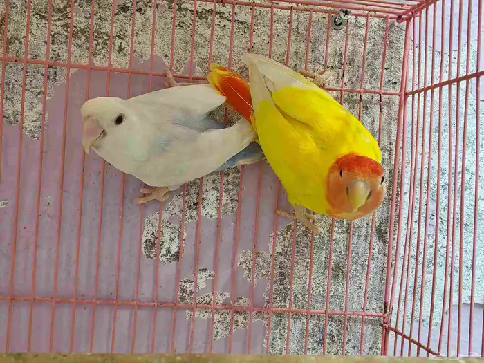 زوجين روز تحتهم بيض 1