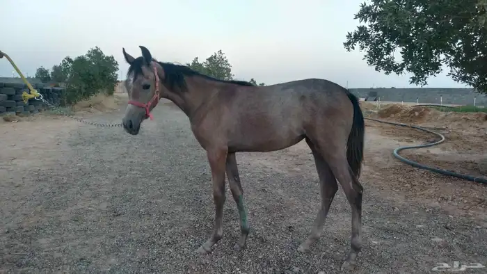 مهره شعبيه 0