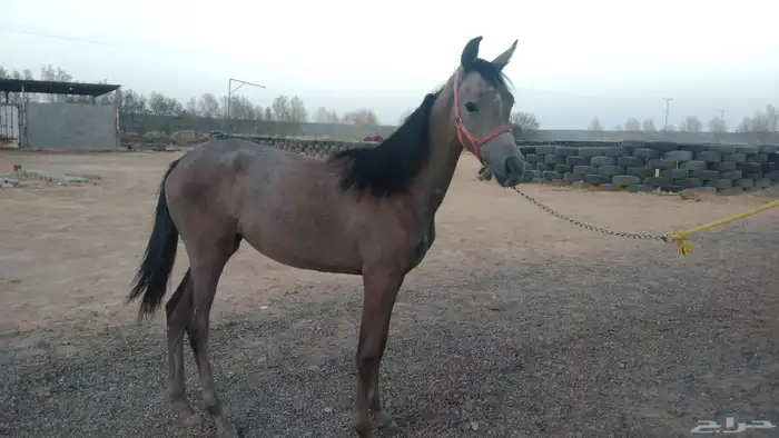 مهره شعبيه 1
