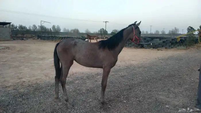 مهره شعبيه 2