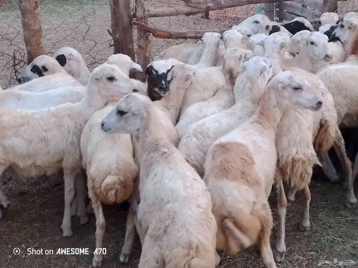 رخال رفيدي بلدي طيبه من 680 جمله 0