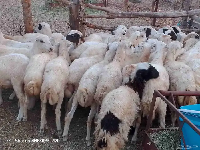 رخال رفيدي بلدي طيبه من 680 جمله 2