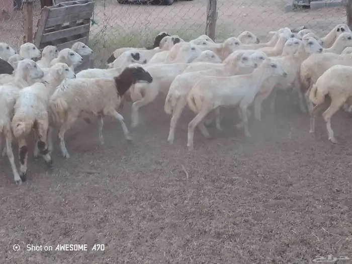 رخال رفيدي بلدي طيبه من 680 جمله 4