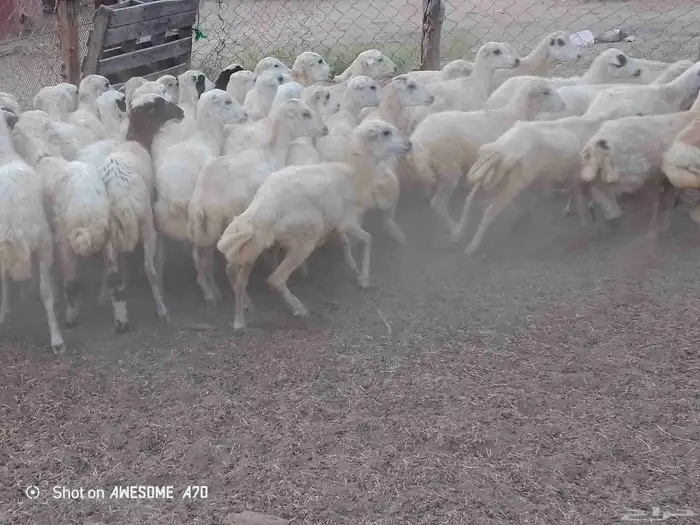 رخال رفيدي بلدي طيبه من 680 جمله 3