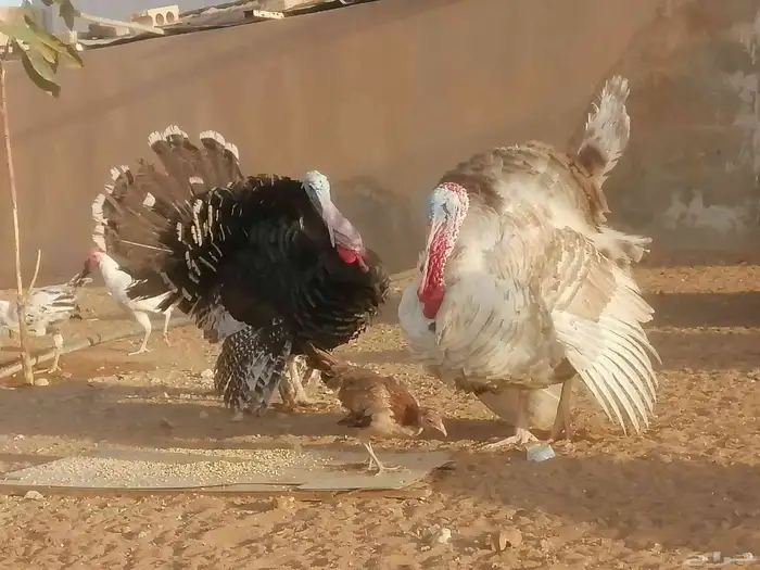 دجاج رومي 2
