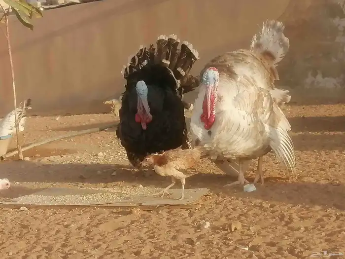 دجاج رومي 3