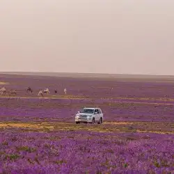 بذور الخزامى مقشرة و جاهزة للانبات 6