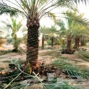 نخل مثمر للبيع نخيل صقعي برحي سكري واشنطني زينه امريكي نقايل 5