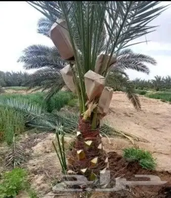 نخل للبيع نخيل مثمر نقايل جثايث خلاص سكري صقعي برحي شيشي سلج 6