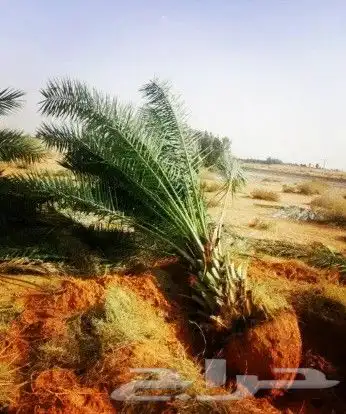 نخل مثمر للبيع نخيل صقعي برحي سكري واشنطني زينه امريكي نقايل 9