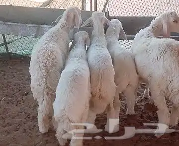 ذبايح طيبه 0