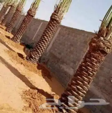 توريد النخيل البلدي والوشنطنيأ مع التركيب وشبوك المزارع 3