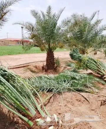 نخل للبيع نخيل مثمر نقايل جثايث خلاص سكري صقعي برحي شيشي سلج 5