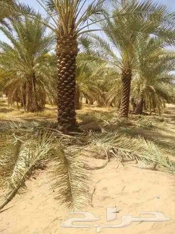 نخل للبيع نخيل مثمر نقايل جثايث توصيل في جميع المواقع 3