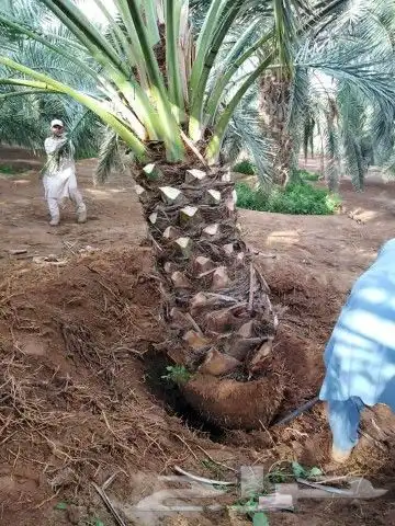 نخل للبيع نخيل مثمر نقايل جثايث توصيل في جميع المواقع 1