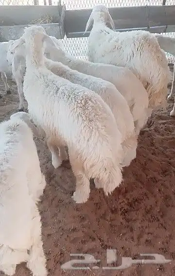 ذبايح طيبه 1