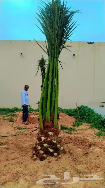 نخل مثمر للبيع نخيل صقعي برحي سكري واشنطني زينه امريكي نقايل 1