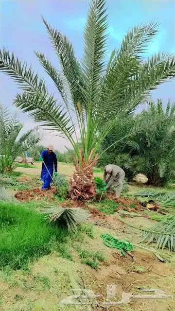 نخل مثمر للبيع نخيل صقعي برحي سكري واشنطني زينه امريكي نقايل 0