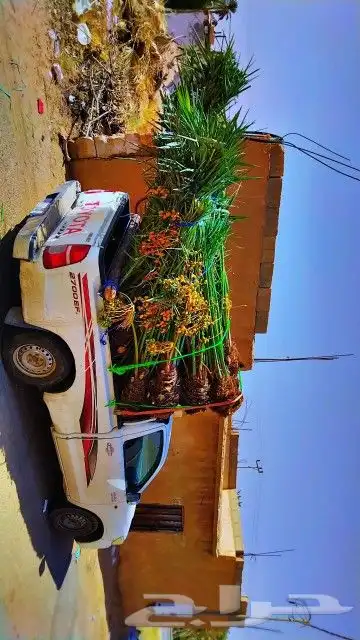 تحت اشراف ابو علي لتوريد وتركيب انخيل 13