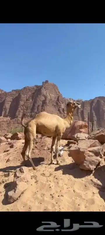 جمل للبيع طيب سايق 4