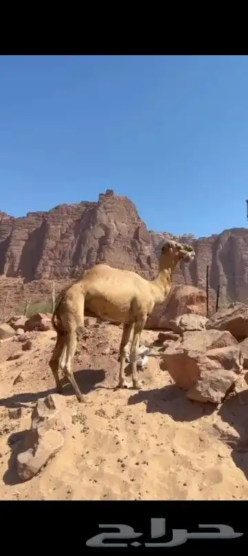 جمل للبيع طيب سايق 1