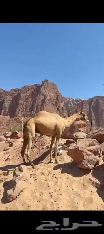 جمل للبيع طيب سايق 2
