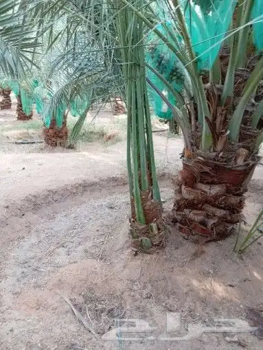 نخل للبيع نخيل مثمر نقايل جثايث توصيل في جميع المواقع 2