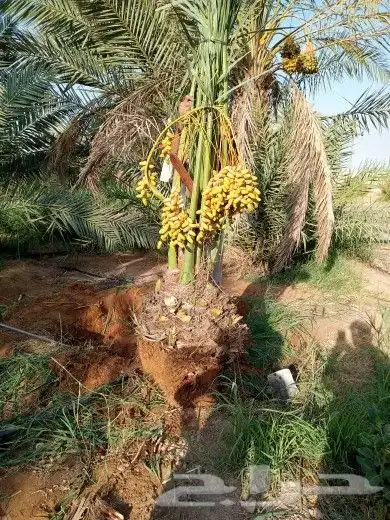 نخل مثمر للبيع نخيل صقعي برحي سكري واشنطني زينه امريكي نقايل 3