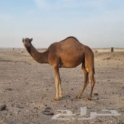 بكره حمرا منوة القاني . 0