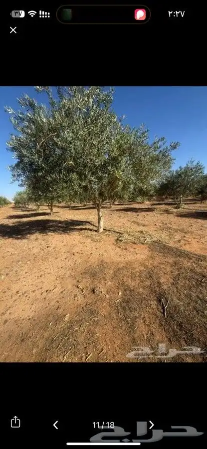 يوجد لدينا اشجار الزيتون و أشجار ترمنليا 4