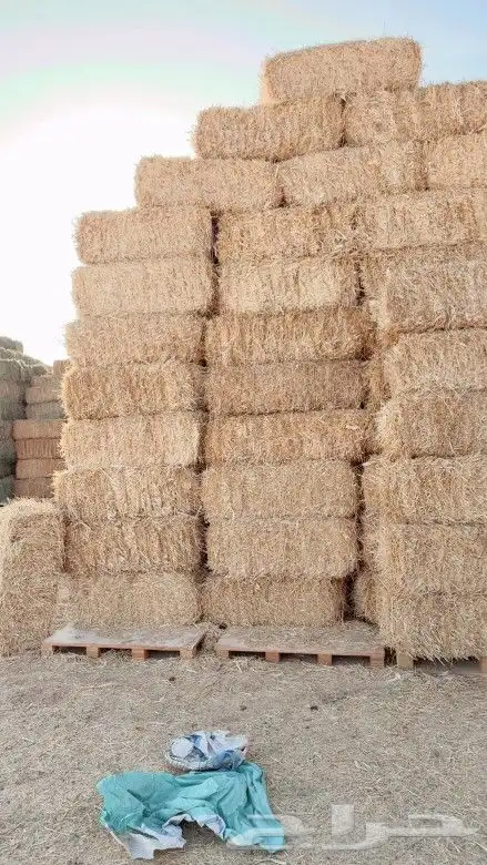 تبن قمح 1