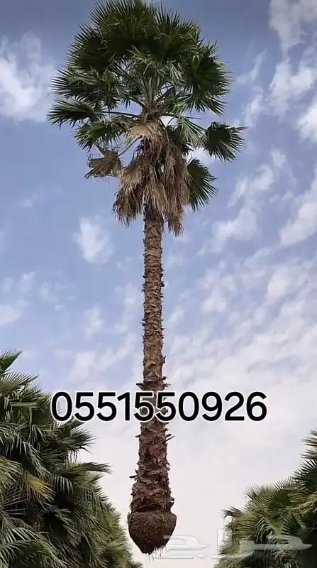 توريد النخيل البلدي والوشنطنيأ مع التركيب وشبوك المزارع 1