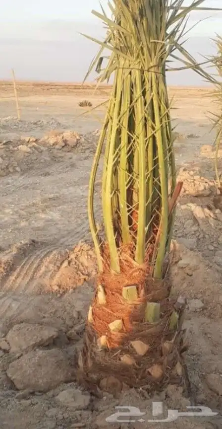 نخل مثمر للبيع خلاص برحي هلالي نخيل واشنطني زينه للبيع 5