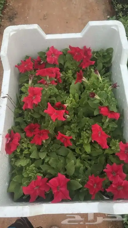 تنسيق حدائق 7