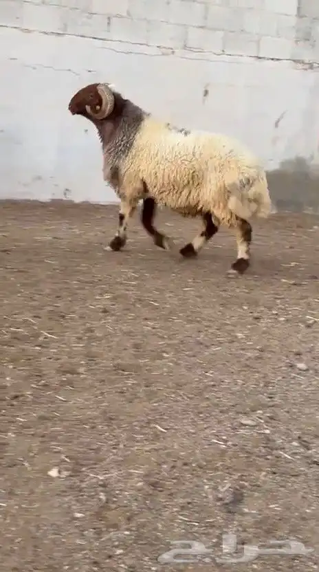 فحل نعيم صنف للبيع 1