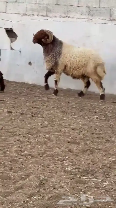 فحل نعيم صنف للبيع 4